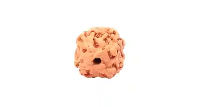 Four (4) Mukhi Rudraksha